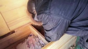 Зимовка пчел в апидомике  Первый осмотр  Зимовка пчел