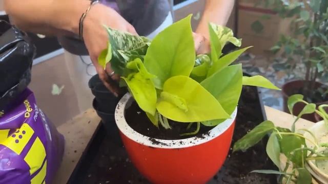 Пересадка на скорость. Как пересадить 9 растений меньше, чем за час.