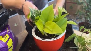 Пересадка на скорость. Как пересадить 9 растений меньше, чем за час.