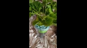 Лучшие сортовые пеларгонии.Распаковка посылки с пеларгониями.Новые сорта в коллекции.Полезные совет