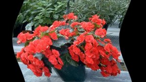 Как посадить бегонию