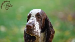 Английский спрингер спаниель