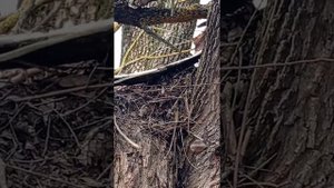 Дикая утка на дереве