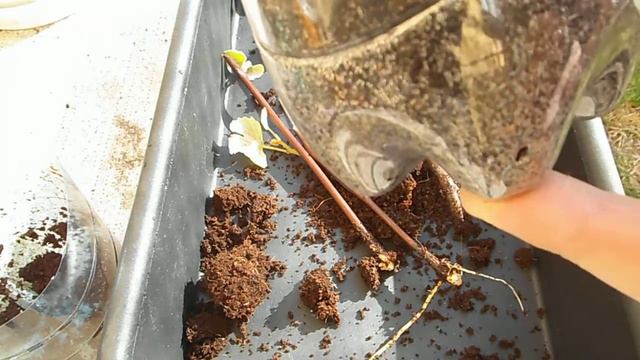 Посадка укорененных черенков винограда смотреть онлайн