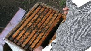 Первое расширение гнезда. Пчелы начинающим.