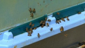 Пасека. Весенние медоносы. Пчеловодство.Нефтекамск.