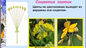 Соцветия простые и сложные цветки