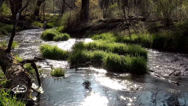 Журчание воды. Пение птиц// Красивый Лесной Ручей// РЕЛАКС 3 ЧАСА // смотреть онлайн