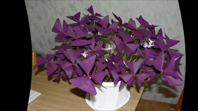 Кислица уход.Кислица домашняя уход