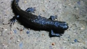 #саламандра#salamander