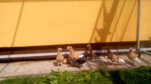 Порода голубей Немецкий выставочный