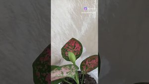 Цветение аглаонемы.