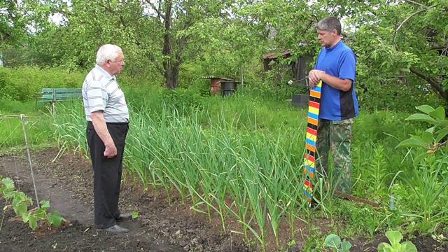 Чеснок озимый мульчированный осенью хвойным опадом
