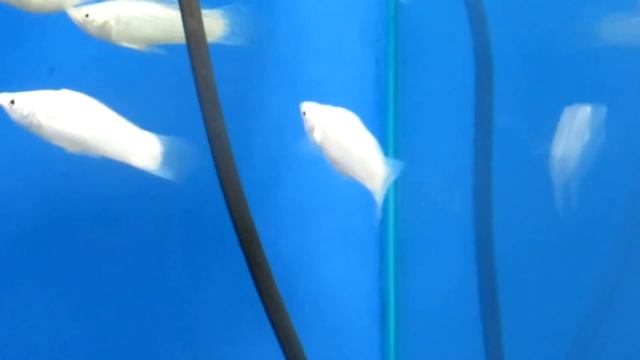 Моллинезия снежинка - Содержание! смотреть онлайн