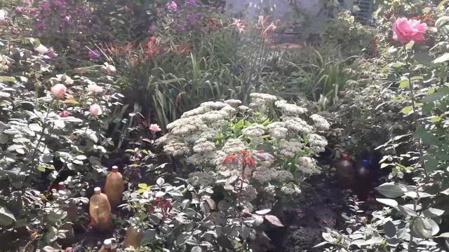 Дача / ПРОГУЛКА ПО ДАЧЕ 15 АВГУСТА смотреть онлайн