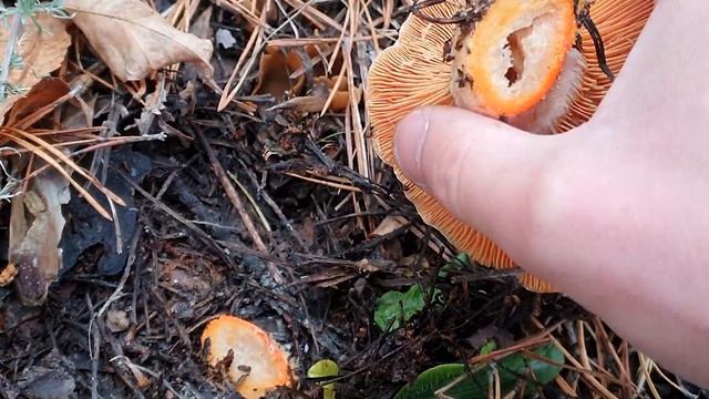 КАК РАСТУТ РЫЖИКИ ОСЕНЬЮ!? ЦАРСКИЕ ГРИБЫ В РАДОСТЬ ГРИБНИКАМ!!! ГРИБЫ РЫЖИКИ 2022! смотреть онлайн