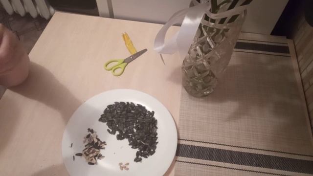 Семечки. Щелкаю семечки, приглашаю это делать вместе! Антистресс смотреть онлайн