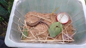 Что нужно сделать чтобы ящерица выжила при домашних условиях