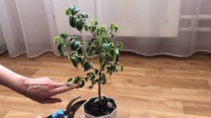 Обрезка фикуса Ирэн