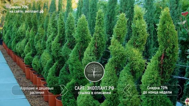 ТУЯ СМАРАГД ? Спиральная и Топиарная Стрижка  Обрезка и Формирование Туи