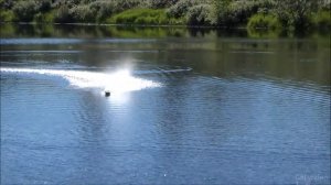 First Water Run - Fei Lun FT011 Brushless 4S RC Racing Boat