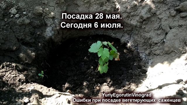 ? Распространенная ошибка при посадке вегетирующих саженцев винограда в открытый грунт. смотреть онлайн