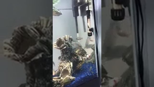 Turtles eating a fish (slider turtle) Trachemys scripta.!