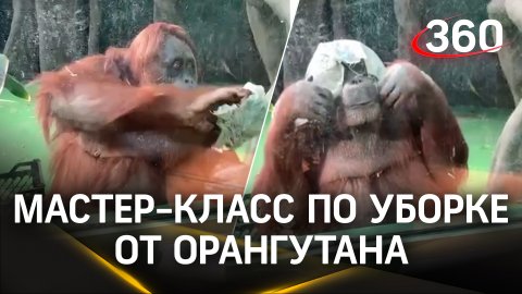 Протерла и стекло, и голову: угарный мастер-класс по уборке от орангутана из Москвы