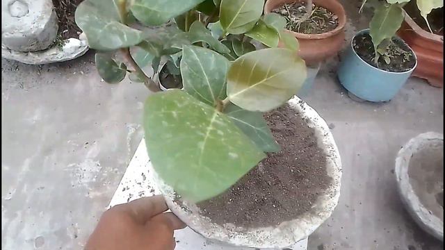 Some Mini Bonsai ||Bot Bonsai ||Ficus Bonsai... смотреть онлайн