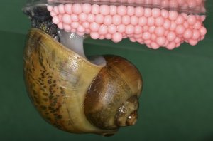 Улитки Ампулярии размножение УЛИТКА АМПУЛЯРИЯ ОТКЛАДЫВАЕТ ЯЙЦА  SNAIL AMPULARIA DELAYS THE CAVIAR mp