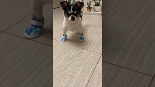 Пес в сапогах смотреть онлайн