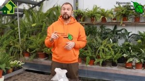 ВЫ УДИВИТЕСЬ, КАК ПРОСТО и БЕСПЛАТНО УСИЛИТЬ СВОЙСТВА ЗОЛЫ! БЕСЦЕННОЕ УДОБРЕНИЕ НА ВСЕ СЛУЧАИ!