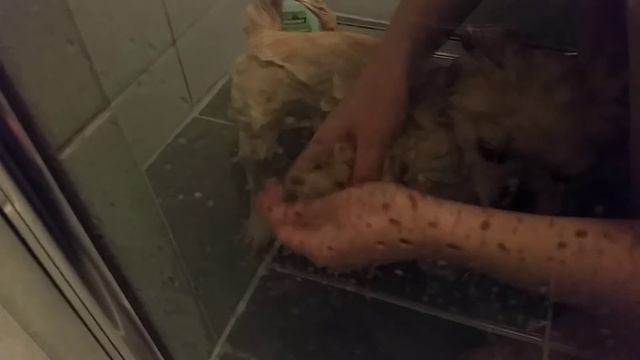 Кексик принимает душ / Пекинес смотреть онлайн