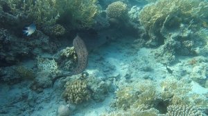 Гигантская мурена / Giant moray. Коралловые рифы бухты Макади. Отель Grand Waterworld Makadi. Египе