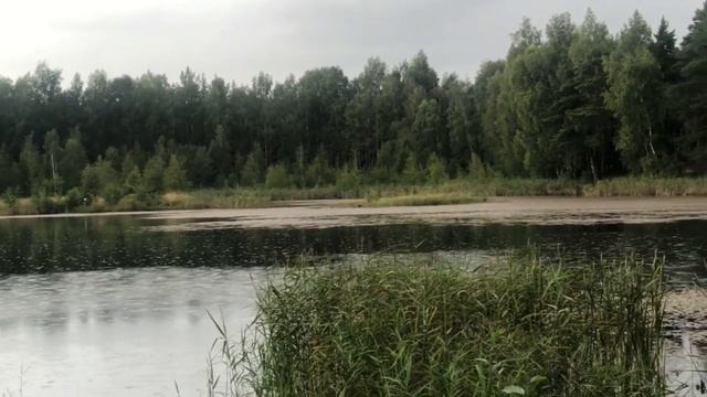 Поездка в лес за грибами. Безе в микроволновке. Выкопали лук.