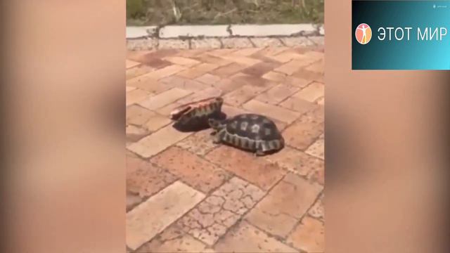 Трогательные, вдохновляющие, эмоциональные моменты, которые растопят Ваше сердце о животных смотреть онлайн