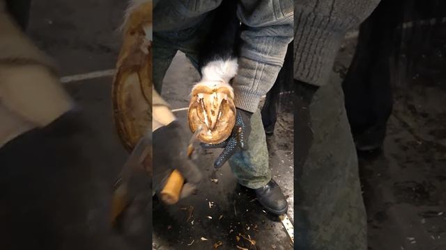 Расчистка копыта лошади
