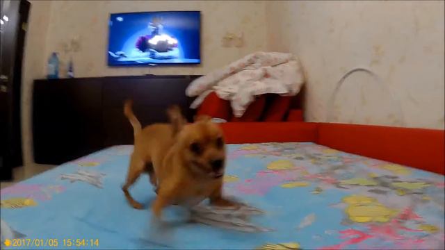 Той терьер Рич ♥и Лаки смотреть онлайн