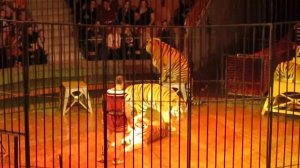 Цирк "Togni" - 5