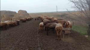 Копытная гниль у овец. Лечение.| Содержание овец.| Мясная порода.