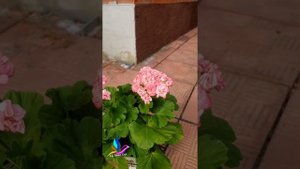 #Пеларгония Grainger’s Antique Rose