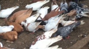 В гостях у Николая Николаевича. Бакинские бойные голуби. Узбекские бойные голуби