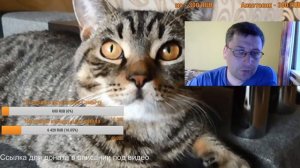 Понос у собаки/кошки, основные причины, что делать? Ответы на ваши вопросы, общение