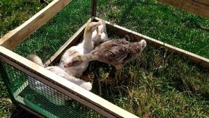 #Переносные домики для цыплят#