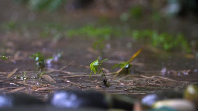 Thunder And Rain Sounds Heavyy loud for sleeping thunderstorm for sleeping relax nature sounds смотреть онлайн