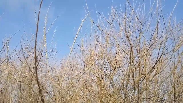 19.04. 2020 г. Ива зацветает. смотреть онлайн