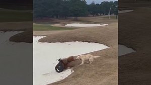 Собакен помог своему другу-инвалиду выбраться из ямки