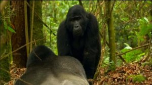 Gorilla Mating Games | Love in The Animal Kingdom | Nature on PBS