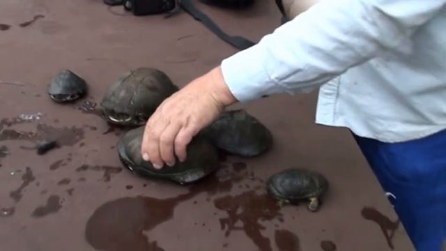 Черепаха/ Водоплавающая черепаха/ Милые черепахи/ Красивые черепахи.