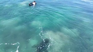 GREAT WHITE SHARK SWIMS THROUGH PRO SURFERS AT JEFFREYS BAY